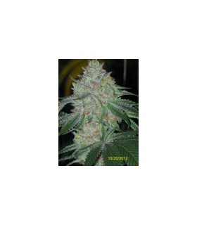 BUDDHA TAHOE OG (6 Feminizadas)