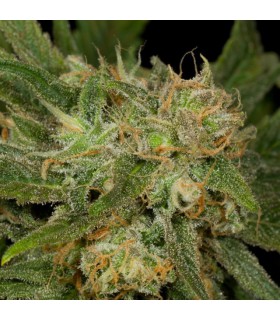 banco de semillas THE CALI CONNECTION CALIFORNIA DREAMING (10 Regular)