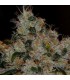 CHEM 91 (10 Regular)