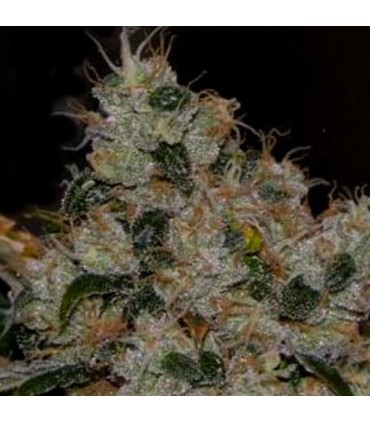 banco de semillas THE CALI CONNECTION CHEM 91 (6 Feminizadas)