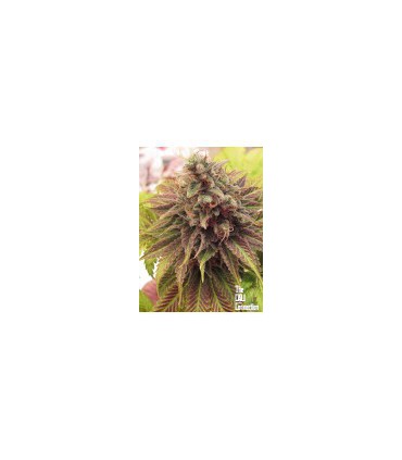 CHEM VALLEY KUSH