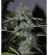 banco de semillas THE CALI CONNECTION CHEM 4 OG (6 Feminizadas)