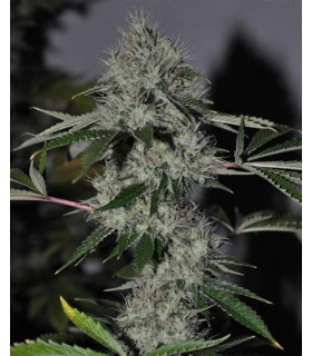 banco de semillas THE CALI CONNECTION CHEM 4 OG (6 Feminizadas)