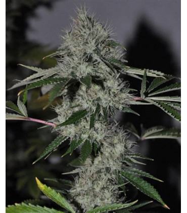 banco de semillas THE CALI CONNECTION CHEM 4 OG (6 Feminizadas)