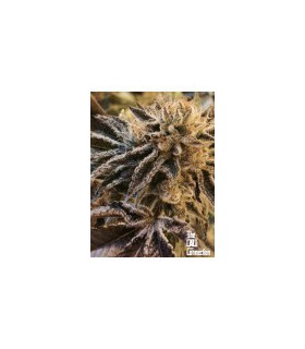 CORLEONE KUSH (10 Regular)