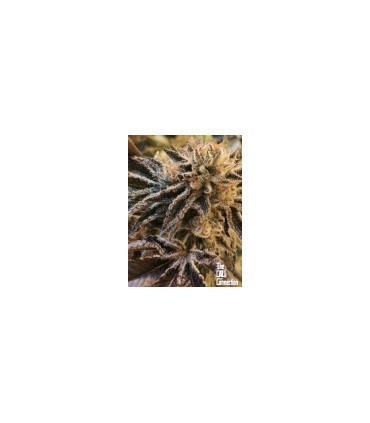CORLEONE KUSH (10 Regular)