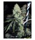 banco de semillas THE CALI CONNECTION DEAD HEAD OG (6 Feminizadas)