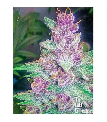 banco de semillas THE CALI CONNECTION GRAPE KUSH (6 Feminizadas)
