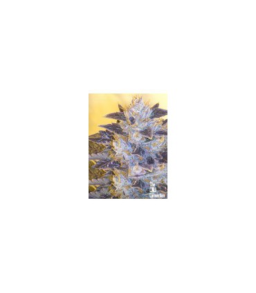 banco de semillas THE CALI CONNECTION GRAPE OG (6 Feminizadas)