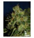 banco de semillas THE CALI CONNECTION GREEN CRACK (6 Feminizadas)