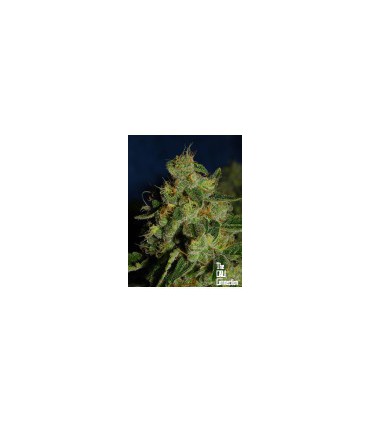 banco de semillas THE CALI CONNECTION GREEN CRACK (6 Feminizadas)
