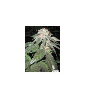 banco de semillas THE CALI CONNECTION JULIUS CAESAR (6 Feminizadas)