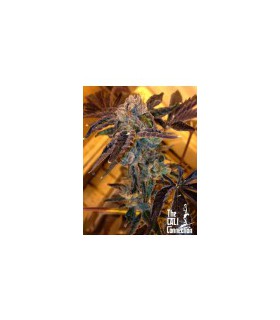 banco de semillas THE CALI CONNECTION LA COOKIES (6 Feminizadas)