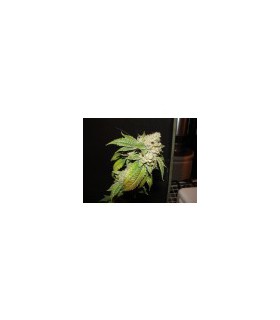 banco de semillas THE CALI CONNECTION LARRY OG KUSH (10Regular)