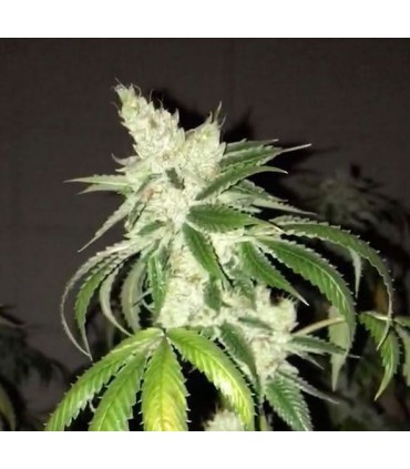 banco de semillas THE CALI CONNECTION LEMON TART (6 Feminizadas)