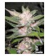 banco de semillas THE CALI CONNECTION PURPLE CHEM (6Feminizadas)