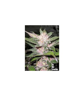 banco de semillas THE CALI CONNECTION PURPLE CHEM (6Feminizadas)