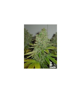 banco de semillas THE CALI CONNECTION SFV OG KUSH (10 Regular)