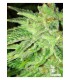 banco de semillas THE CALI CONNECTION STRAWBERRY OG (6 Feminizadas)