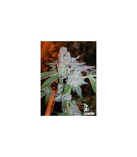 banco de semillas THE CALI CONNECTION TAHOE OG KUSH (10 Regular)