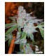 banco de semillas THE CALI CONNECTION TAHOE OG KUSH (6 Feminizadas)