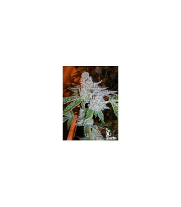 banco de semillas THE CALI CONNECTION TAHOE OG KUSH (6 Feminizadas)