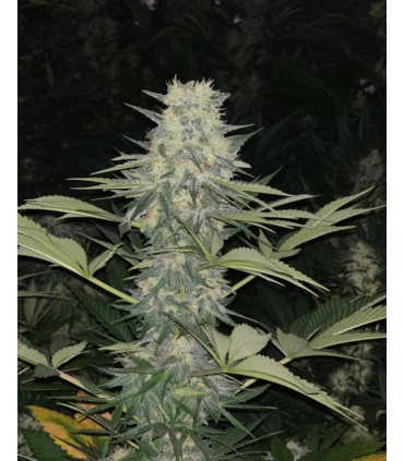 Purple kush SEMILLAS DE MARIHUANA FEMINIZADAS
