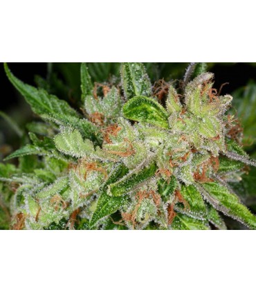 MONTANA KUSH SEMILLAS DE MARIHUANA FEMINIZADAS