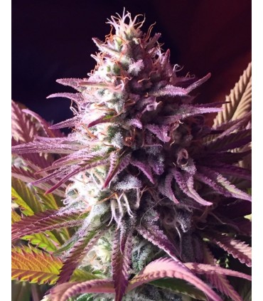BANANA X GORILLA SEMILLAS DE MARIHUANA FEMINIZADAS