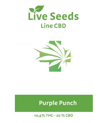 Purple Punch CBD