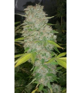 CRITICAL X BLACK DOMINA