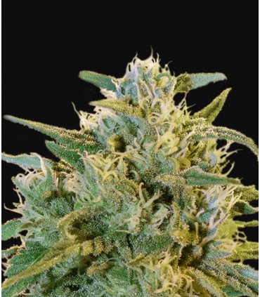 Blue dream x cherry pie auto