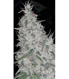 Orange Cookies