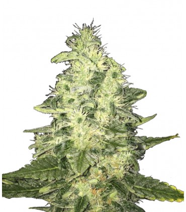 CBD OG (6 Feminizadas)