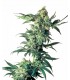 Northern Light SEMILLAS DE MARIHUANA FEMINIZADAS Northern Light SEMILLAS DE MARIHUANA FEMINIZADAS