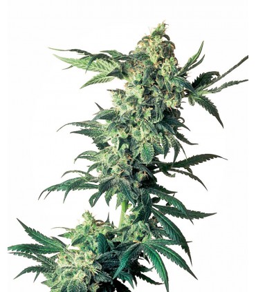 Northern Light SEMILLAS DE MARIHUANA FEMINIZADAS