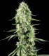 SUPER SILVER HAZE SUPER SILVER HAZE