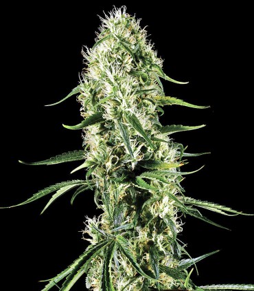 SUPER SILVER HAZE
