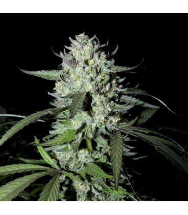 Ak SEMILLAS DE MARIHUANA FEMINIZADAS