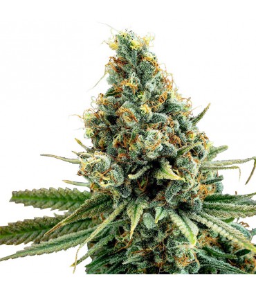 Amnesia widow SEMILLAS DE MARIHUANA FEMINIZADAS