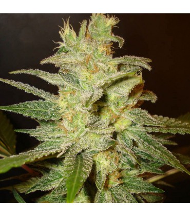 SUPER BIG BUD