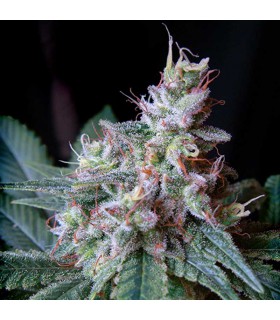 Sugar green