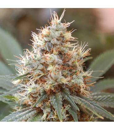 Kush 47 SEMILLAS DE MARIHUANA FEMINIZADAS