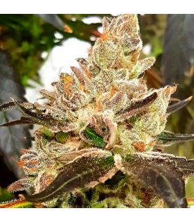 Sherbet x Lemon Pie