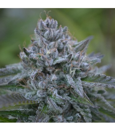 Strawberry Banana x Zkittlez