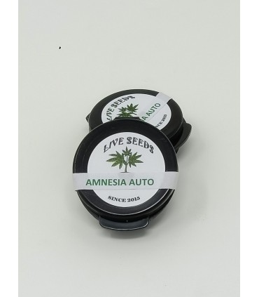 100 SEMILLAS DE AMNESIA AUTO