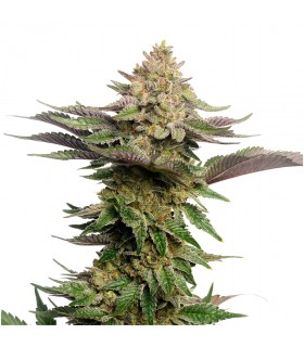 Gorilla x strawberry