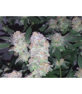 Gorilla x gelato