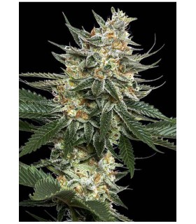 Tangie