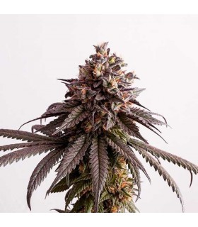 Gelato berrys
